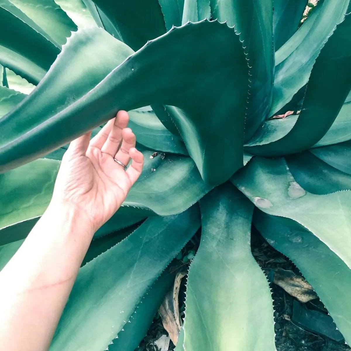 نبات الأغاف يشبه بشكله وخصائصه الصبار