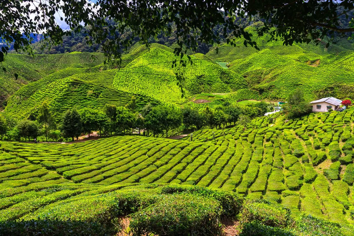 مرتفعات كاميرون 