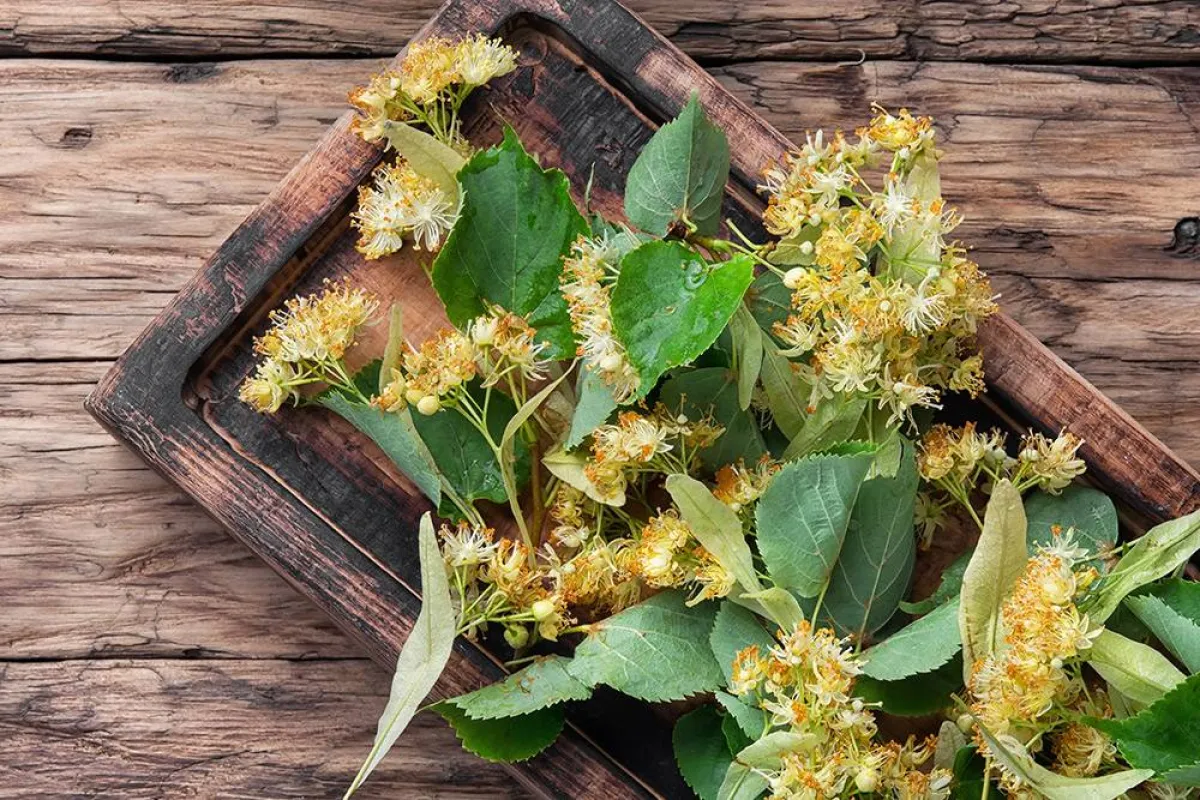 فوائد صحية عديدة لعشبة الزيزفون للنساء