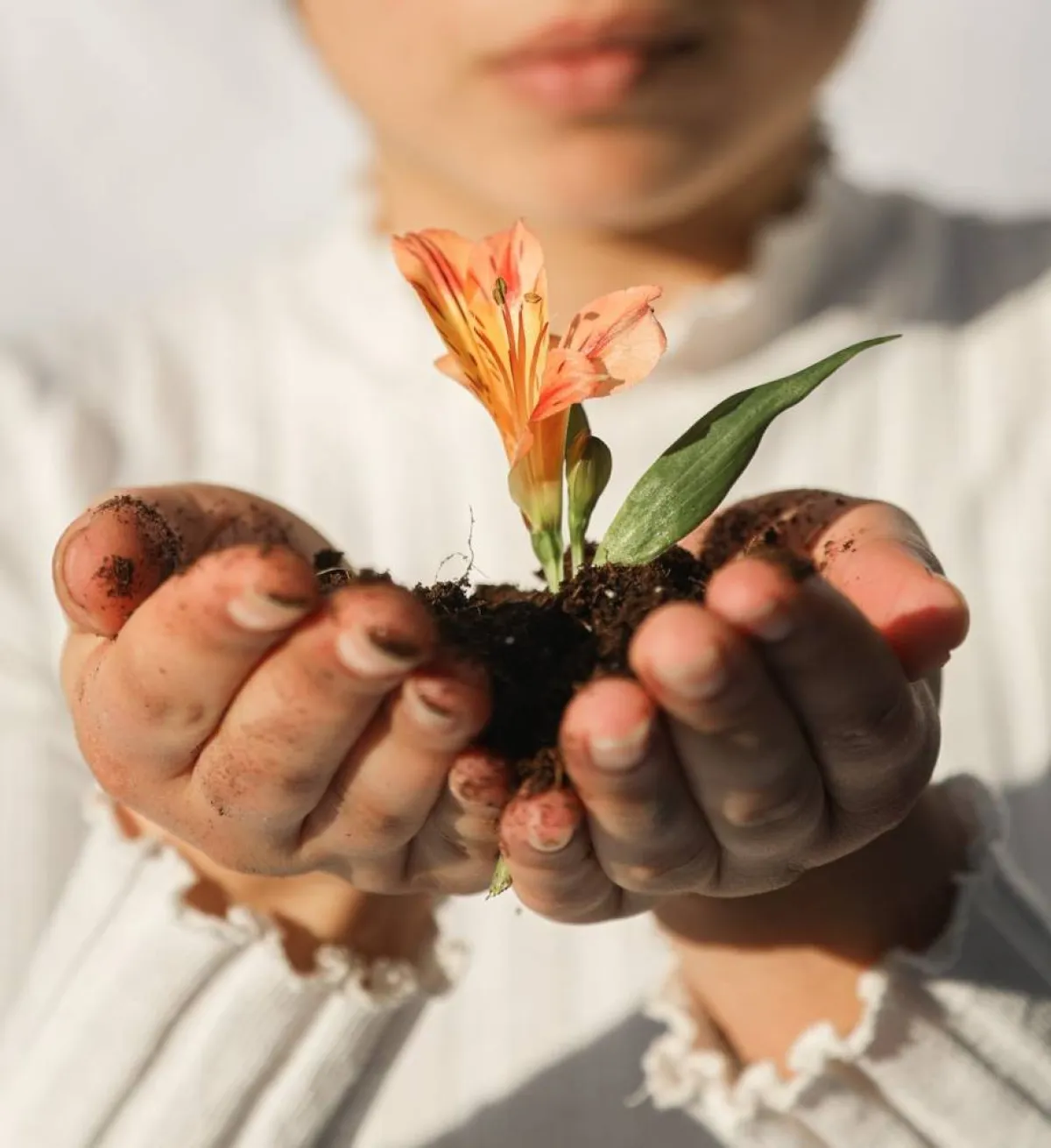 صورة رمزية عن الأرض العذراء