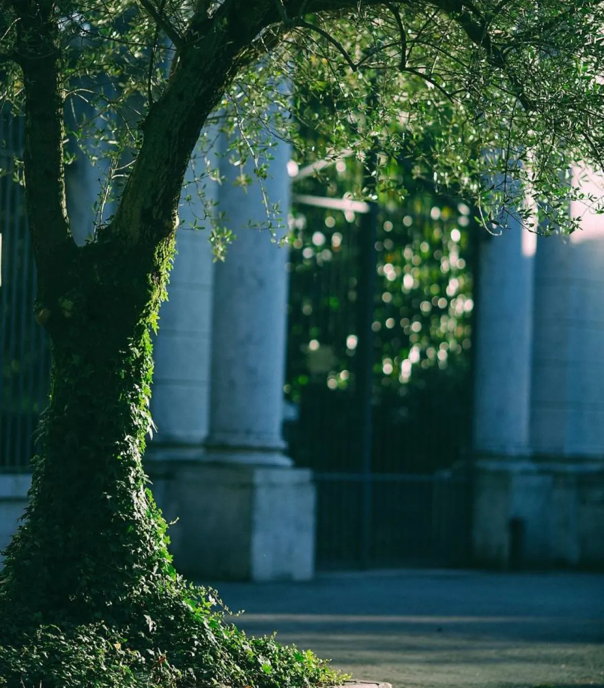 صورة لشجرة عملاقة وجميلة