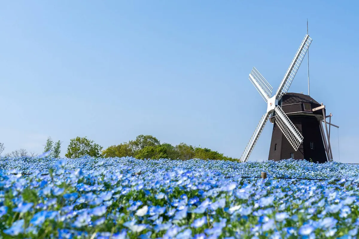 حديقة تسورومي ريوكوتشي