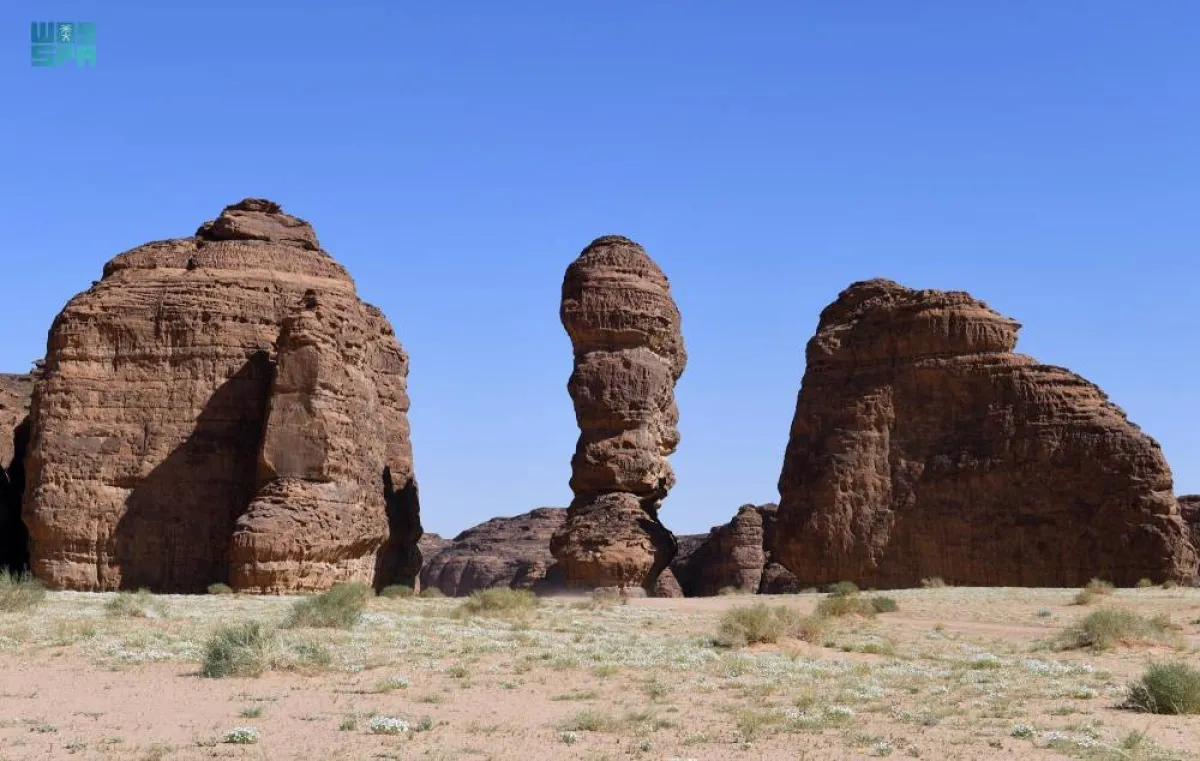محمية شرعان - الصورة من حساب واس بتويتر