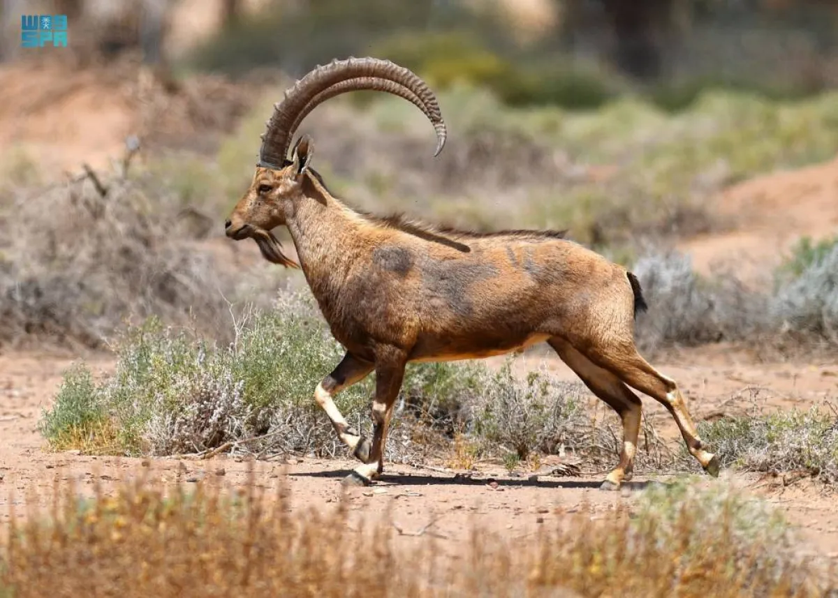 شرعان - الصورة من حساب واس على تويتر