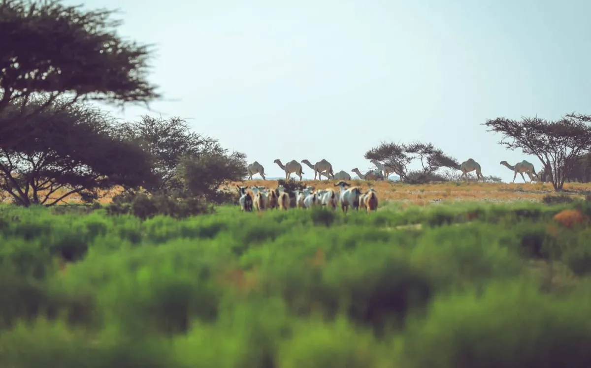 تخصيص شوط للنساء في مهرجان الملك عبدالعزيز للإبل