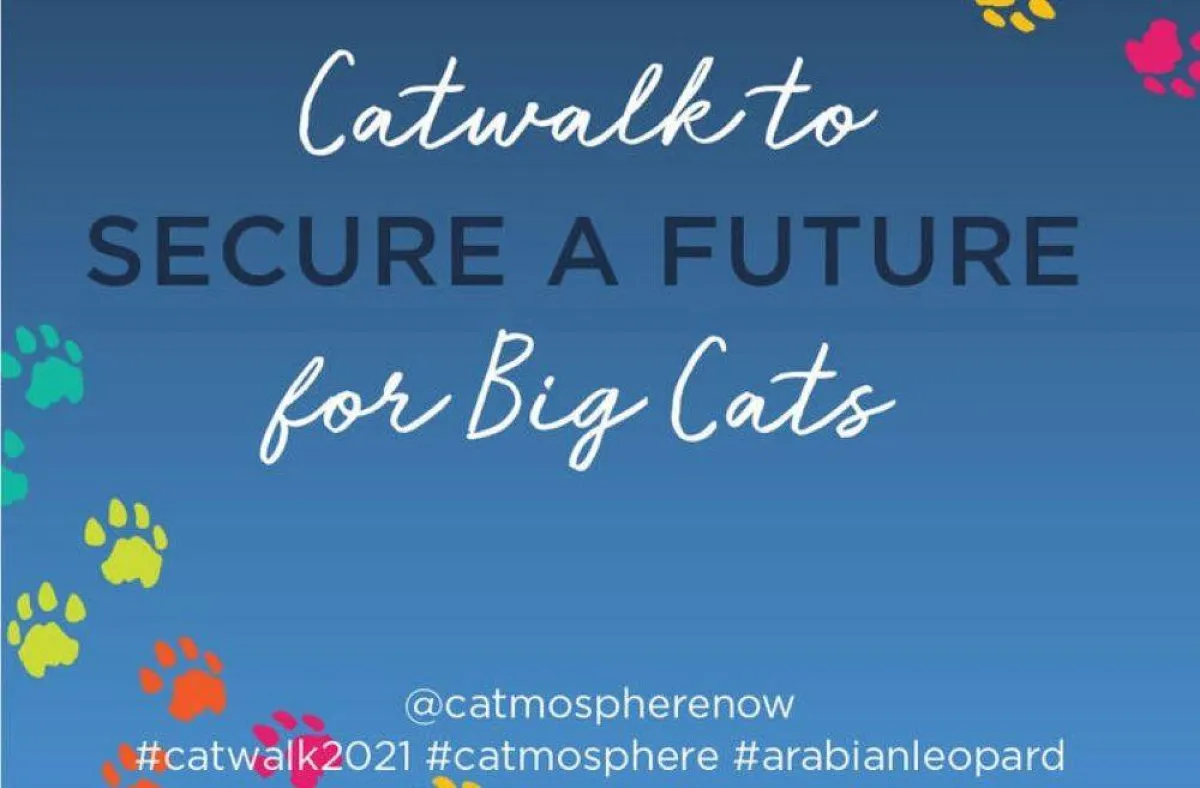 مبادرة عالمية للمشي 7 كيلومترات للتوعية بحماية القطط البرية من خطر الانقراض