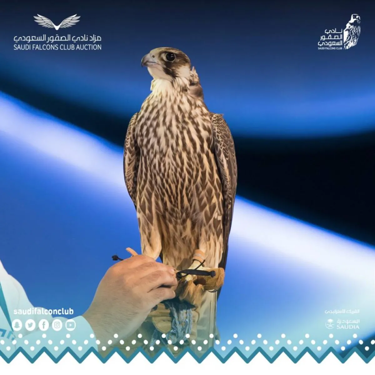 الليلة الـ25 لمزاد نادي الصقور السعودي الثاني - الصورة من موقع نادي الصقور السعودي على تويتر 