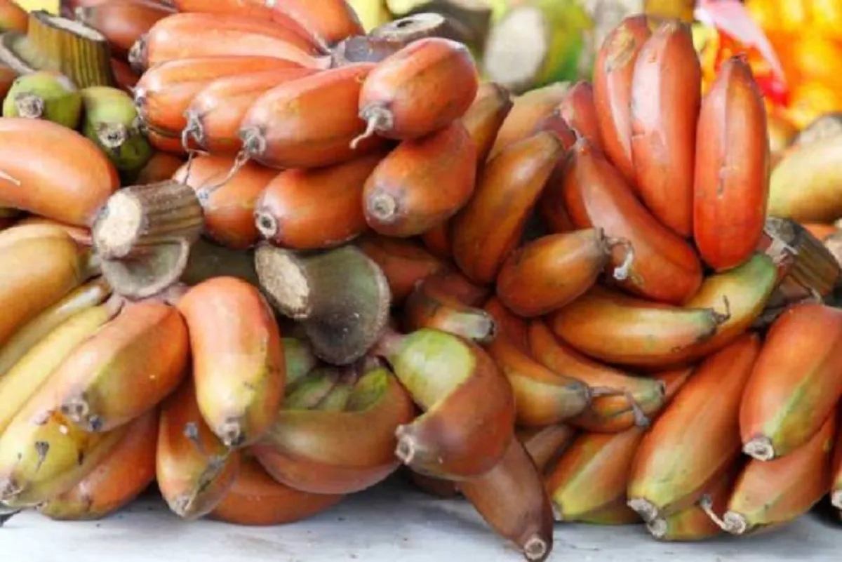 الموز الأحمر وفوائد صحية مدهشة 