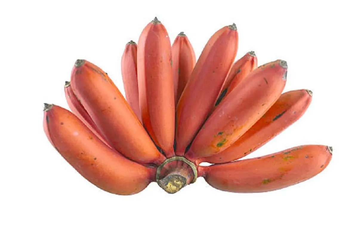 فوائد مذهلة للموز الأحمر 