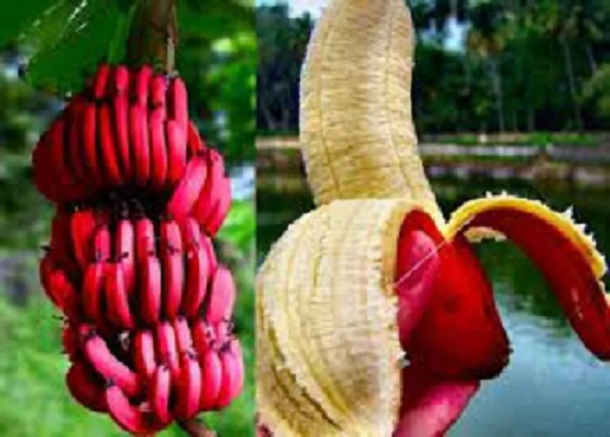 فوائد الموز الأحمر سحرية