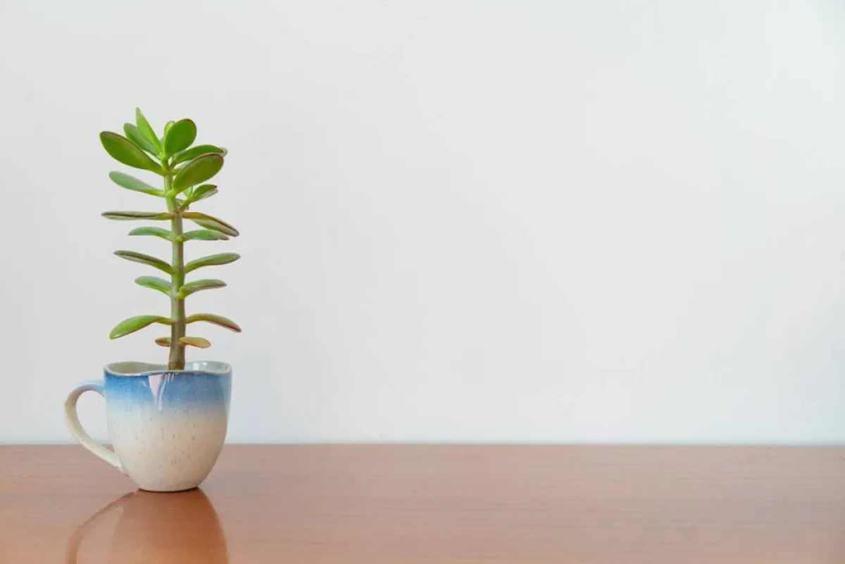 نبات الجاد أو الكرسول