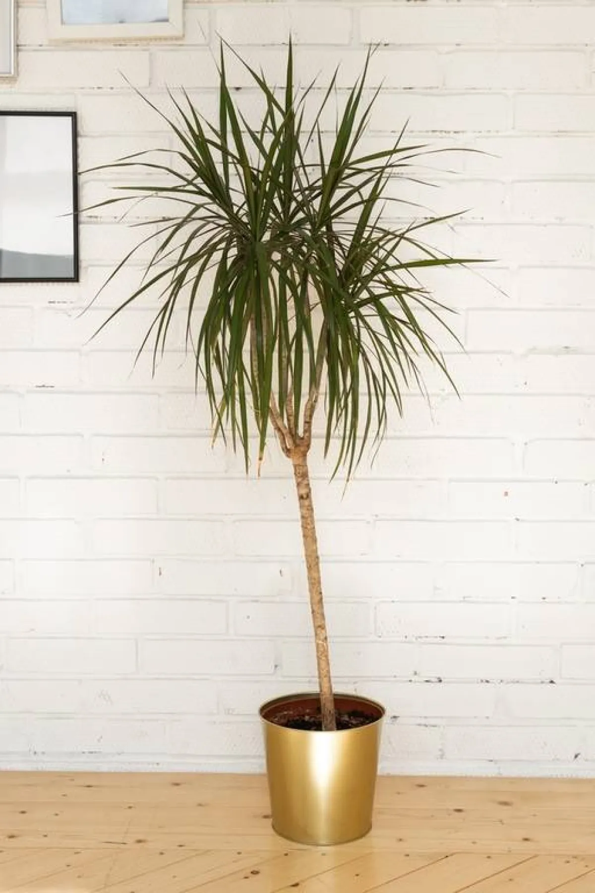 نبتة التنين