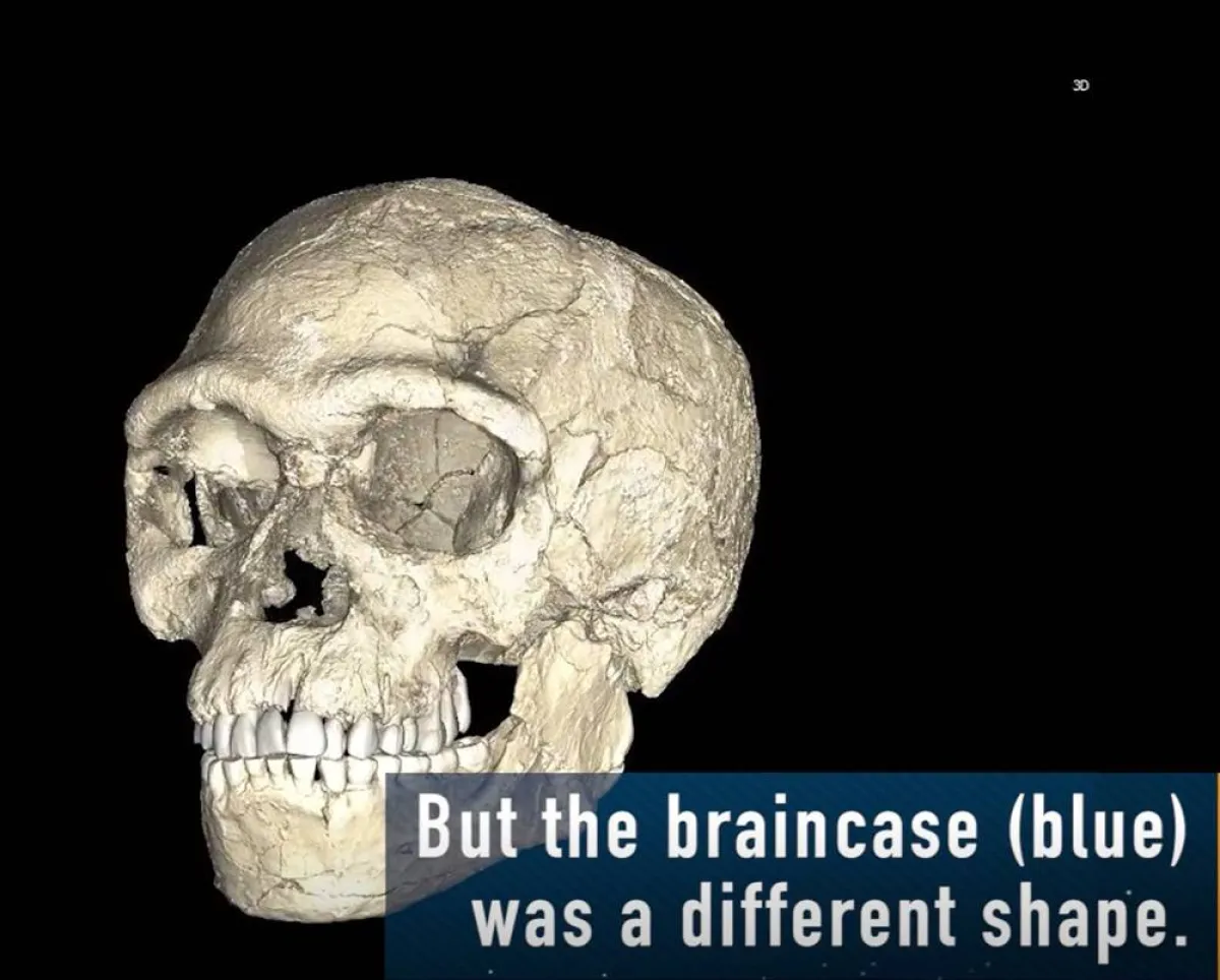 اكتشاف جمجمة صغيرة لإنسان في مكان غامض بجنوب أفريقيا 