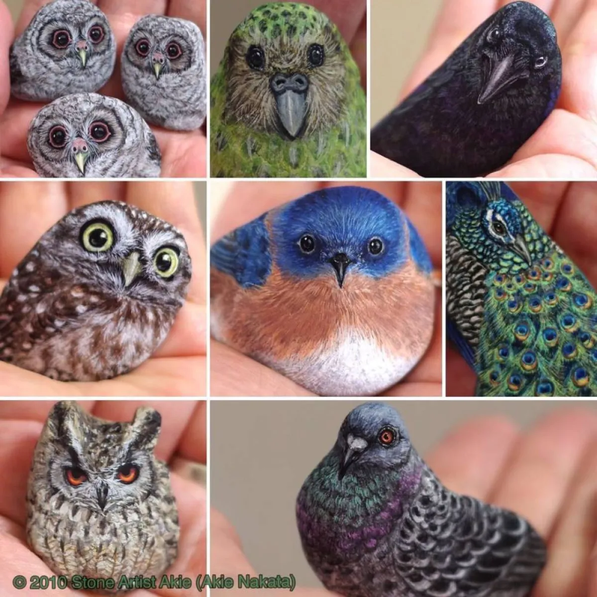 حيوانات على الحجر