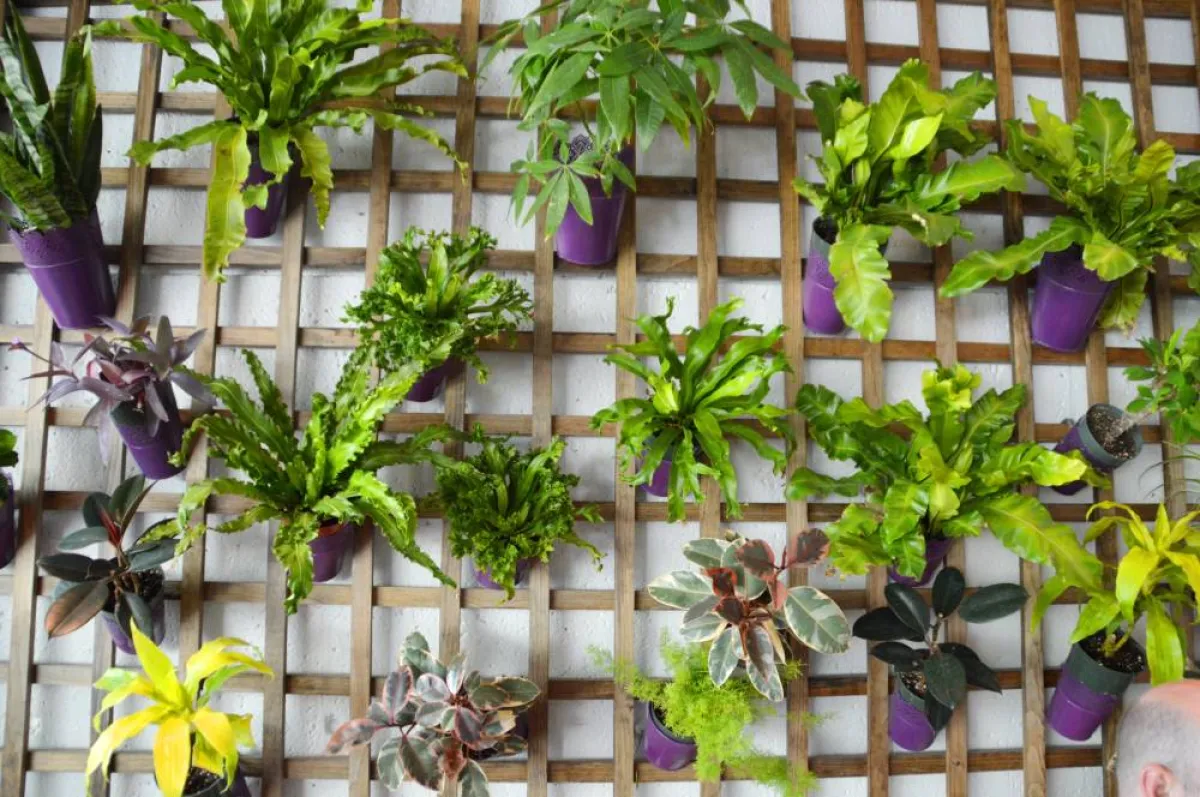 تعريشة خشبية مزينة بالزرع