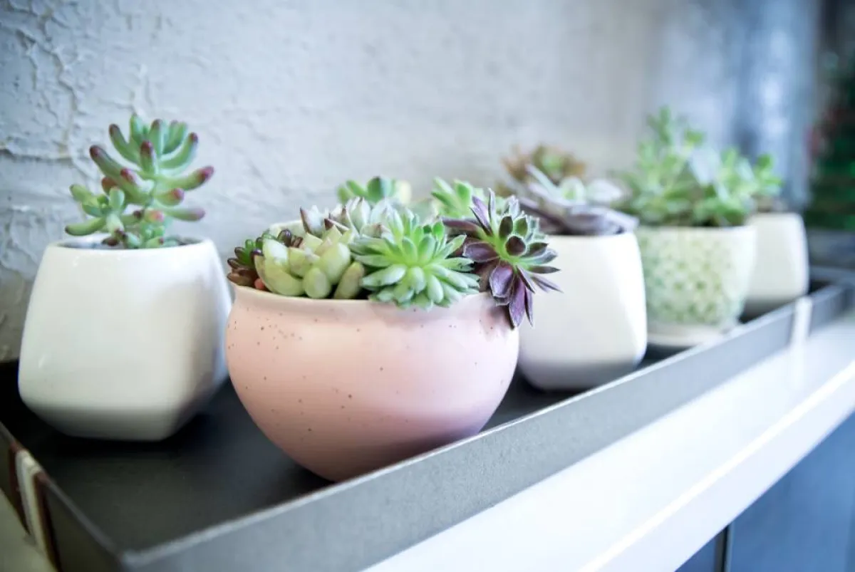 مزهريات مختلفة الحجم واللون لتزيين المنزل 