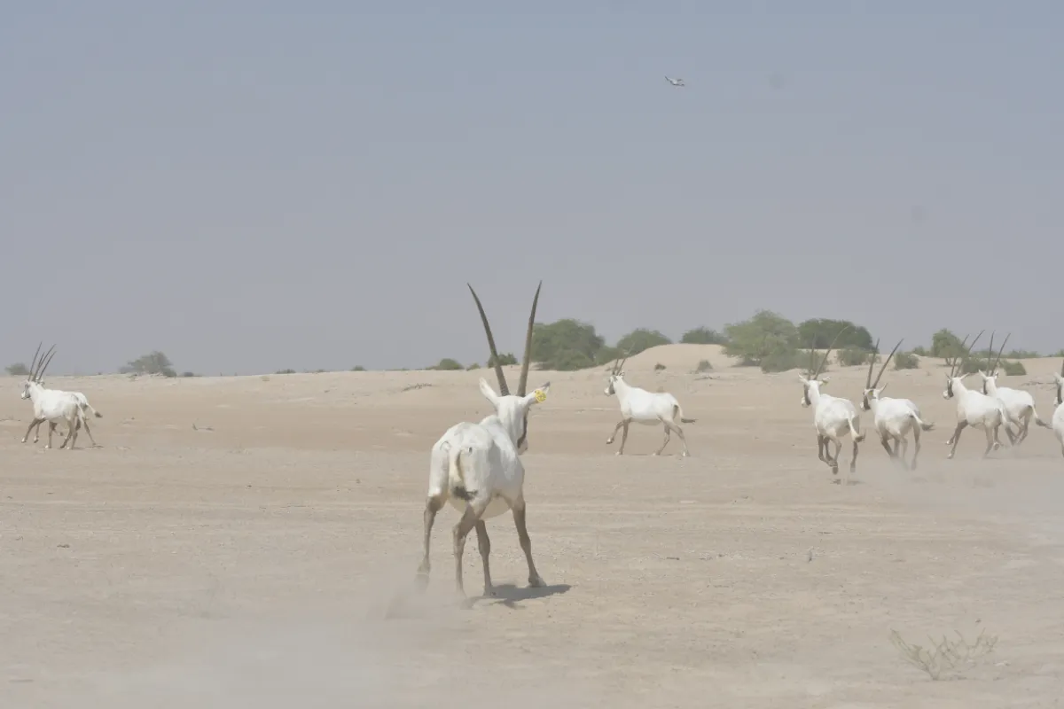 محميات طبيعية ذكية خلال 5 سنوات في أبوظبي. الصورة من وام