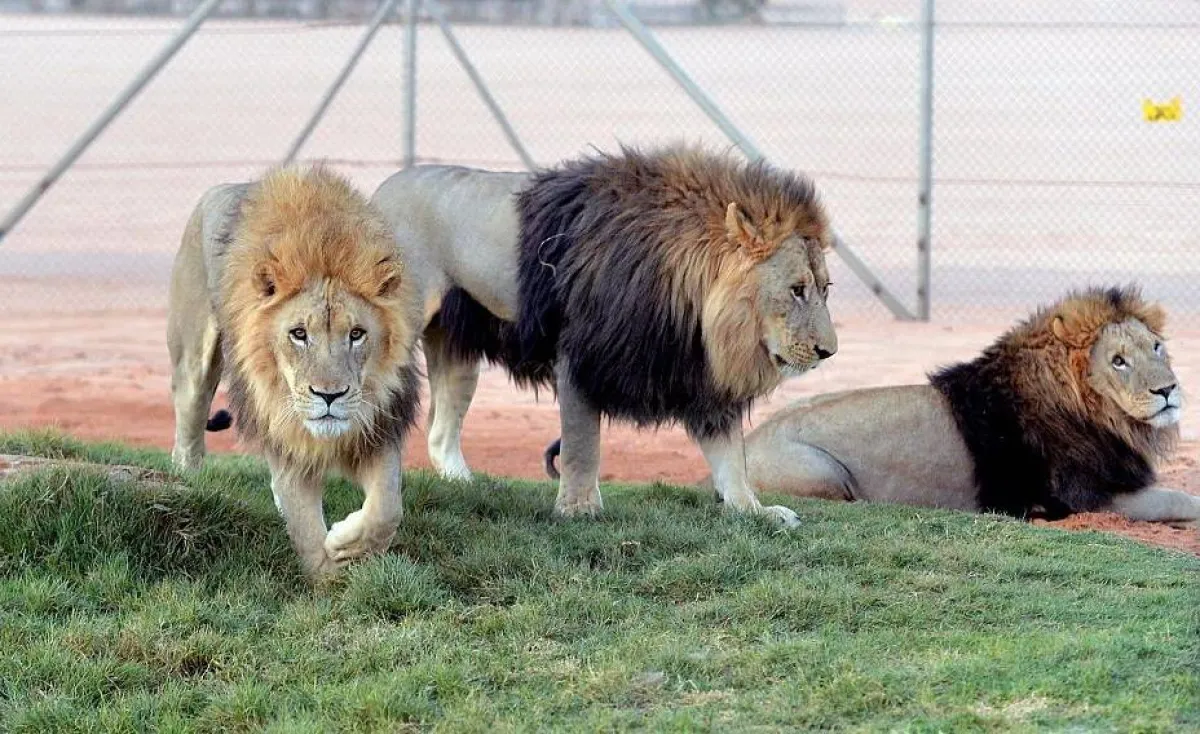 أسود ولبوات في سفاري الرياض. الصورة من "واس"
