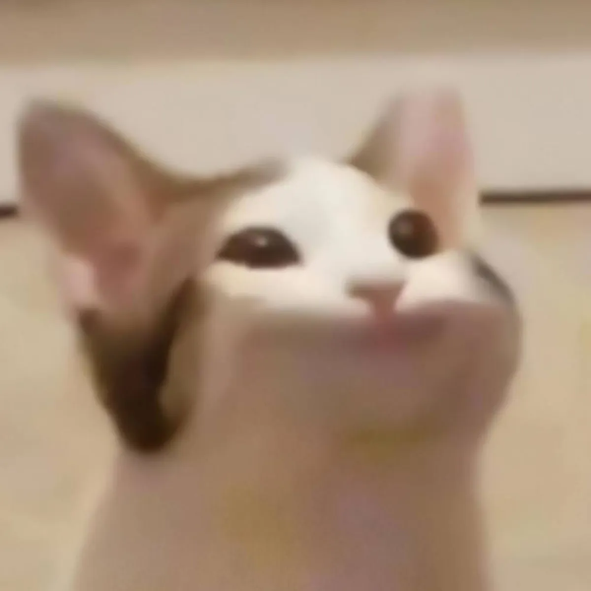 صورة القطة الموجودة في لعبة POPCAT