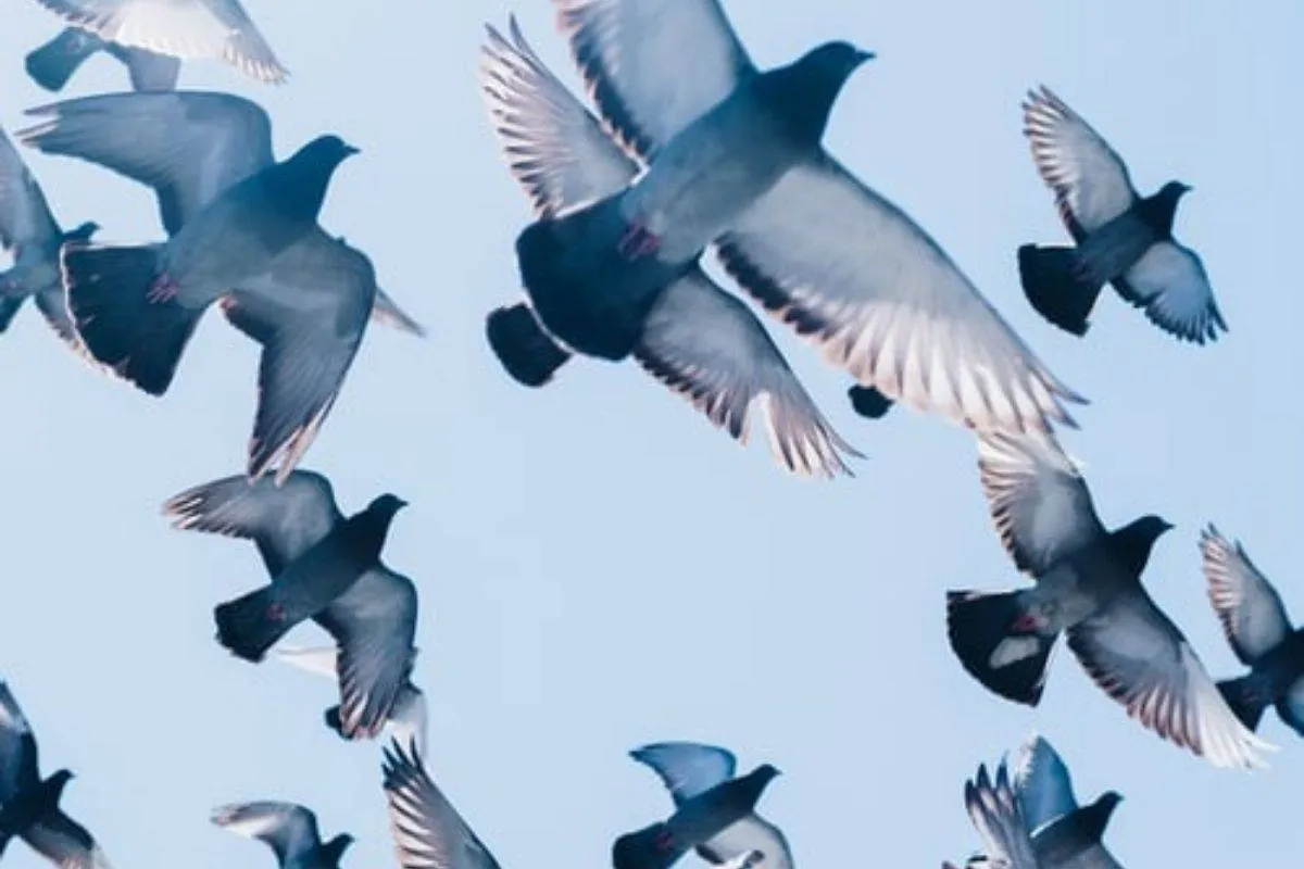 رؤيا الحمام