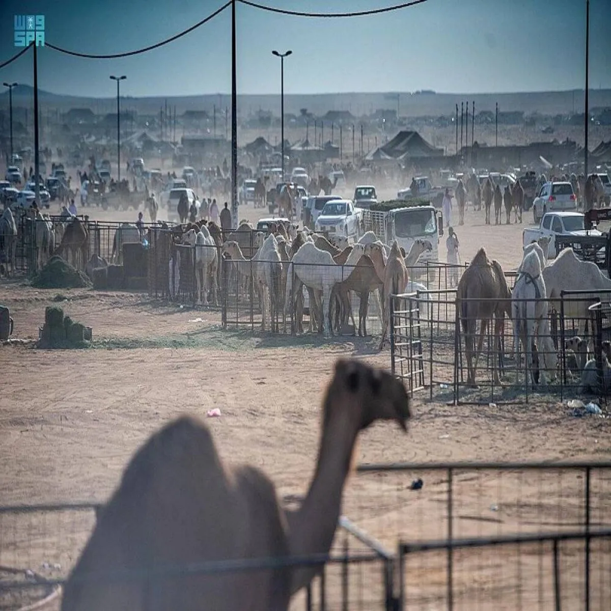 أمير القصيم يوجه بتأسيس سكرتارية لإدارة وتنظيم مزادات الإبل بالمنطقة