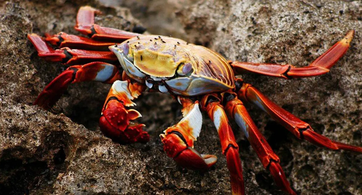 السلطعون الأحمر يغزو أستراليا - الصورة من سبوتنيك