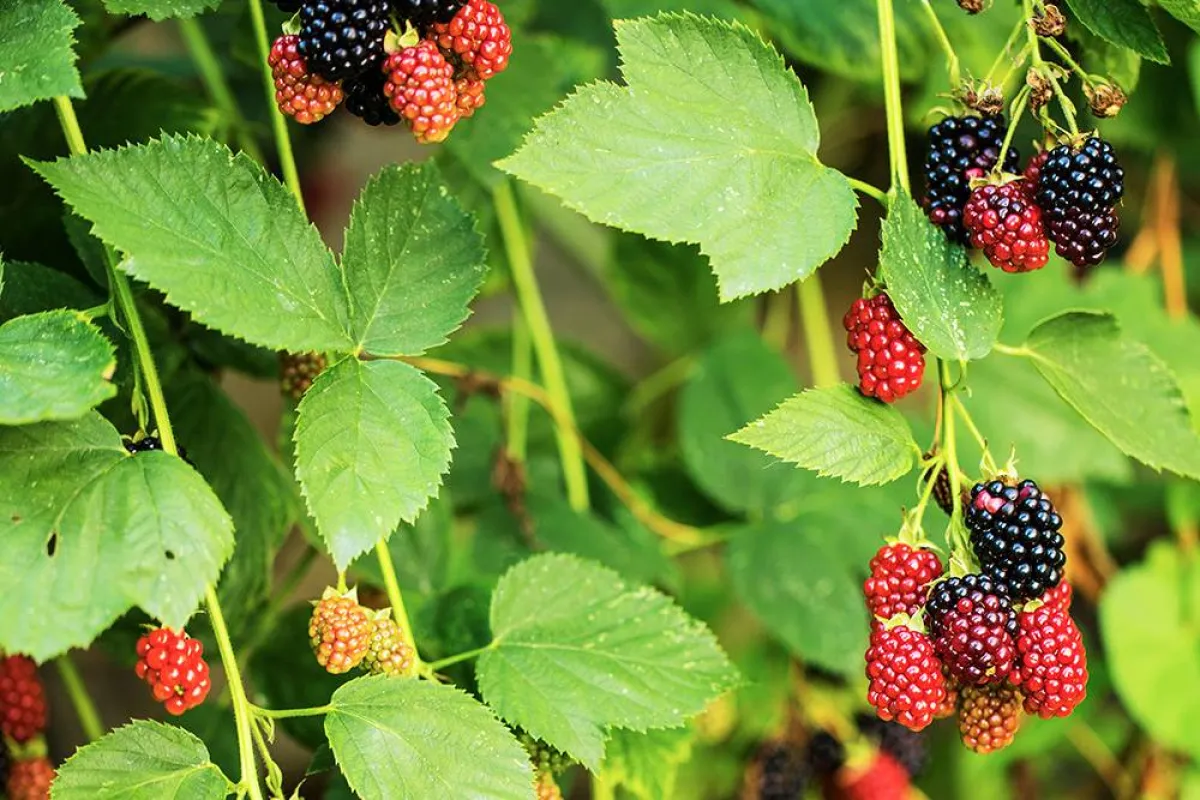 فوائد ورق التوت للمرأة لا مثيل لها