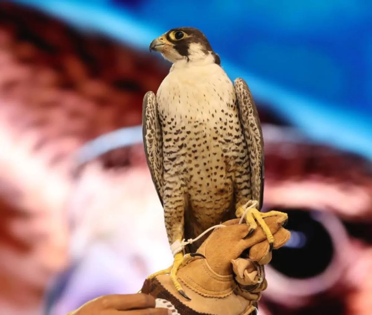 نادي الصقور السعودي