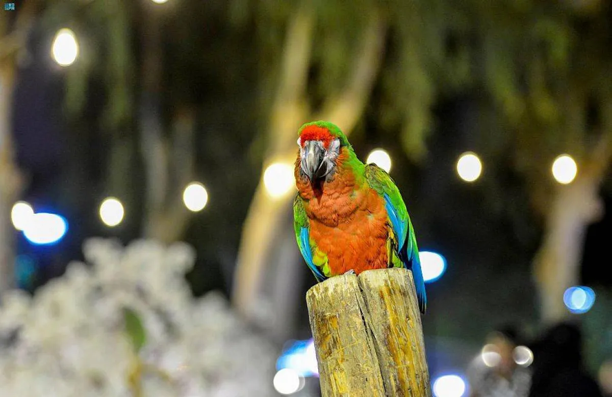 طيور نادرة في حديقة السلام - الصورة من واس