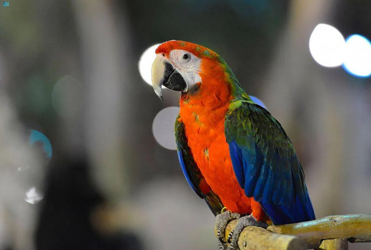 طائر نادر من منتزه شجرة السلام - الصورة من واس