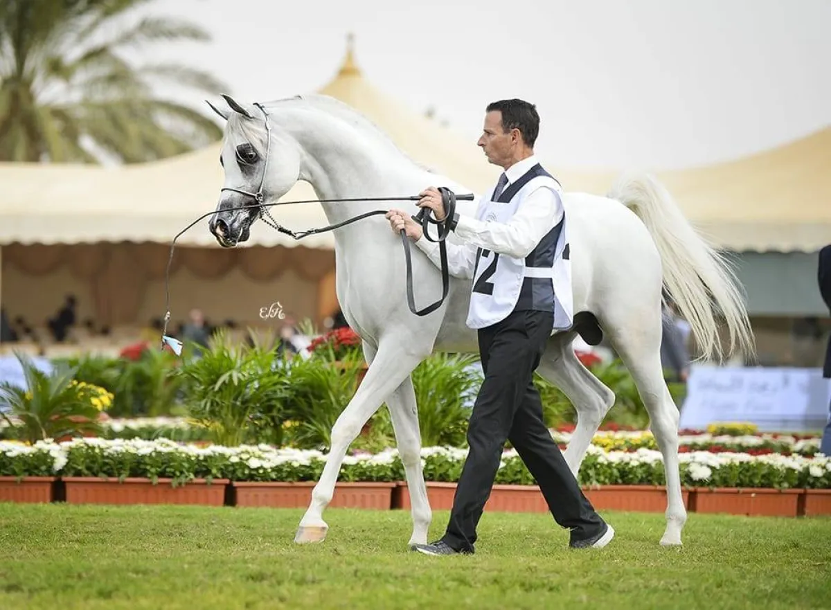 بطولة مركز الملك عبدالعزيز الدولية لجمال الخيل العربية الأصيلة- الصورة من على الموقع الإلكتروني للبطولة