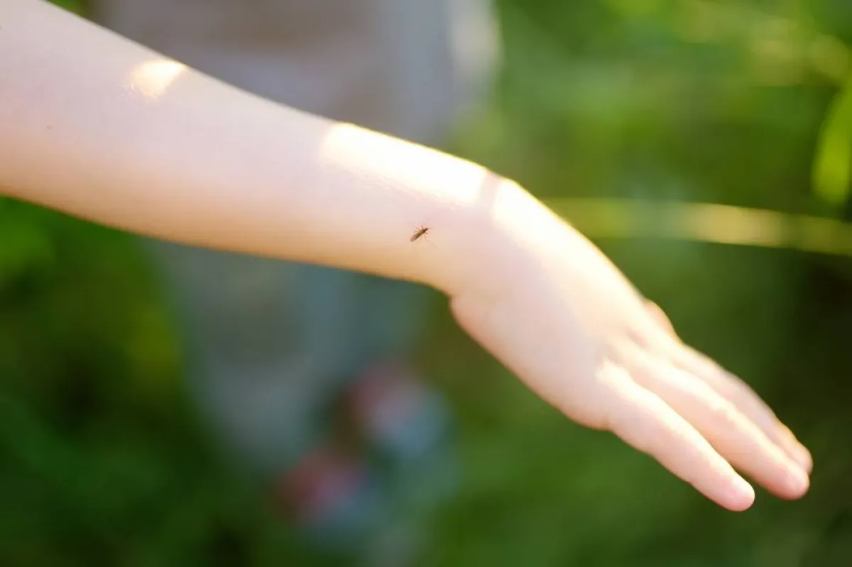 الحرص من لدغات البعوض