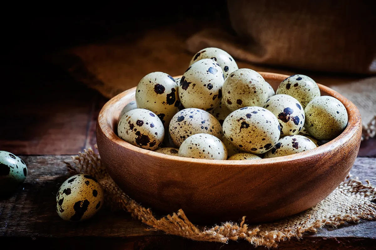 فوائد وأضرار بيض السمان للحامل