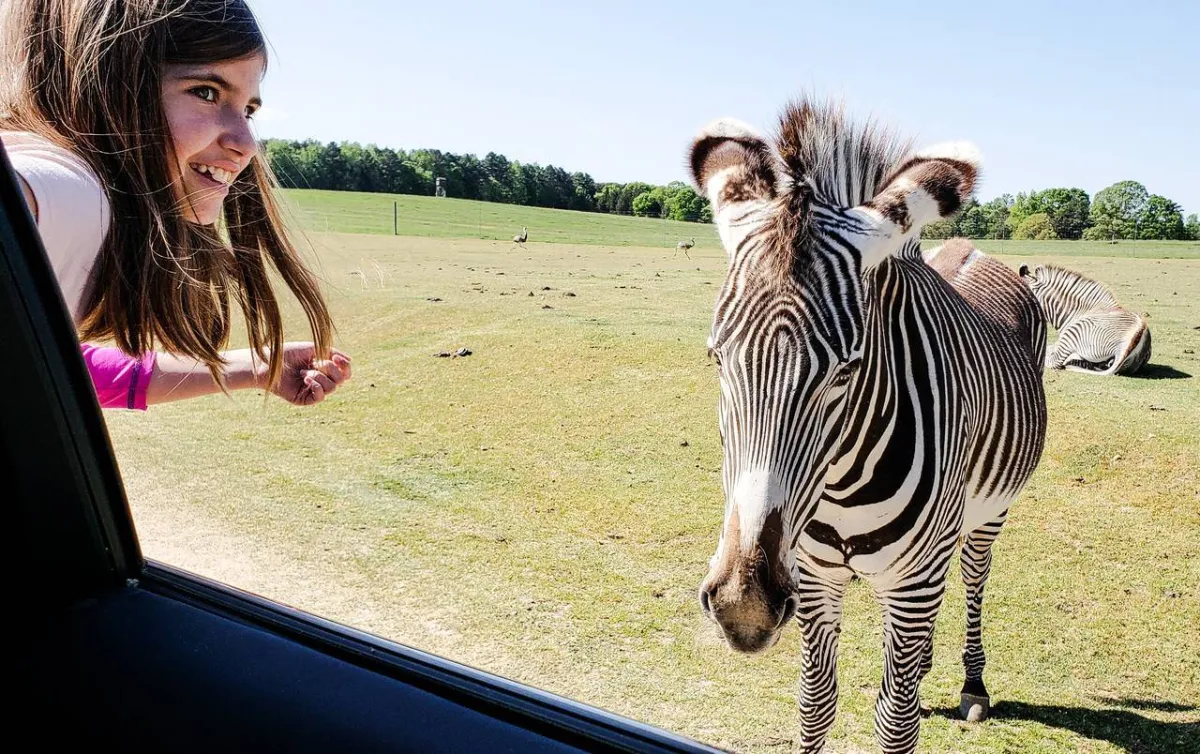 طفلة تقترب من الحمار الوحشي
