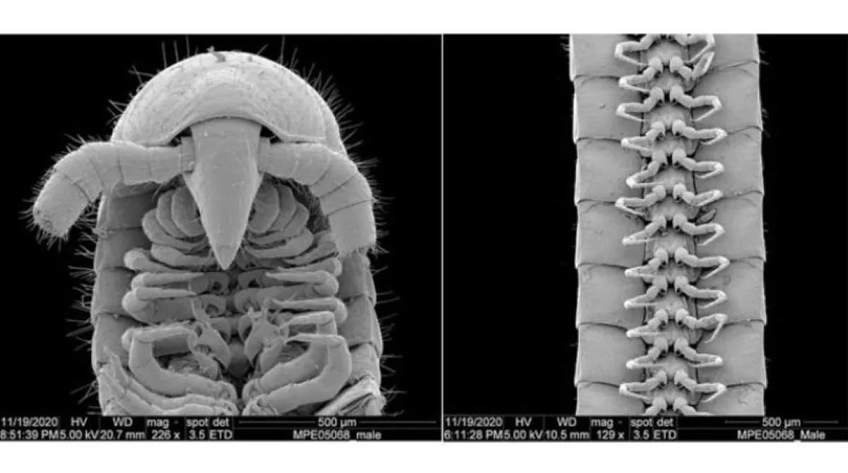 اكتشاف دودة ذات 1306 أرجل بباطن الأرض في أستراليا. الصورة من reuters