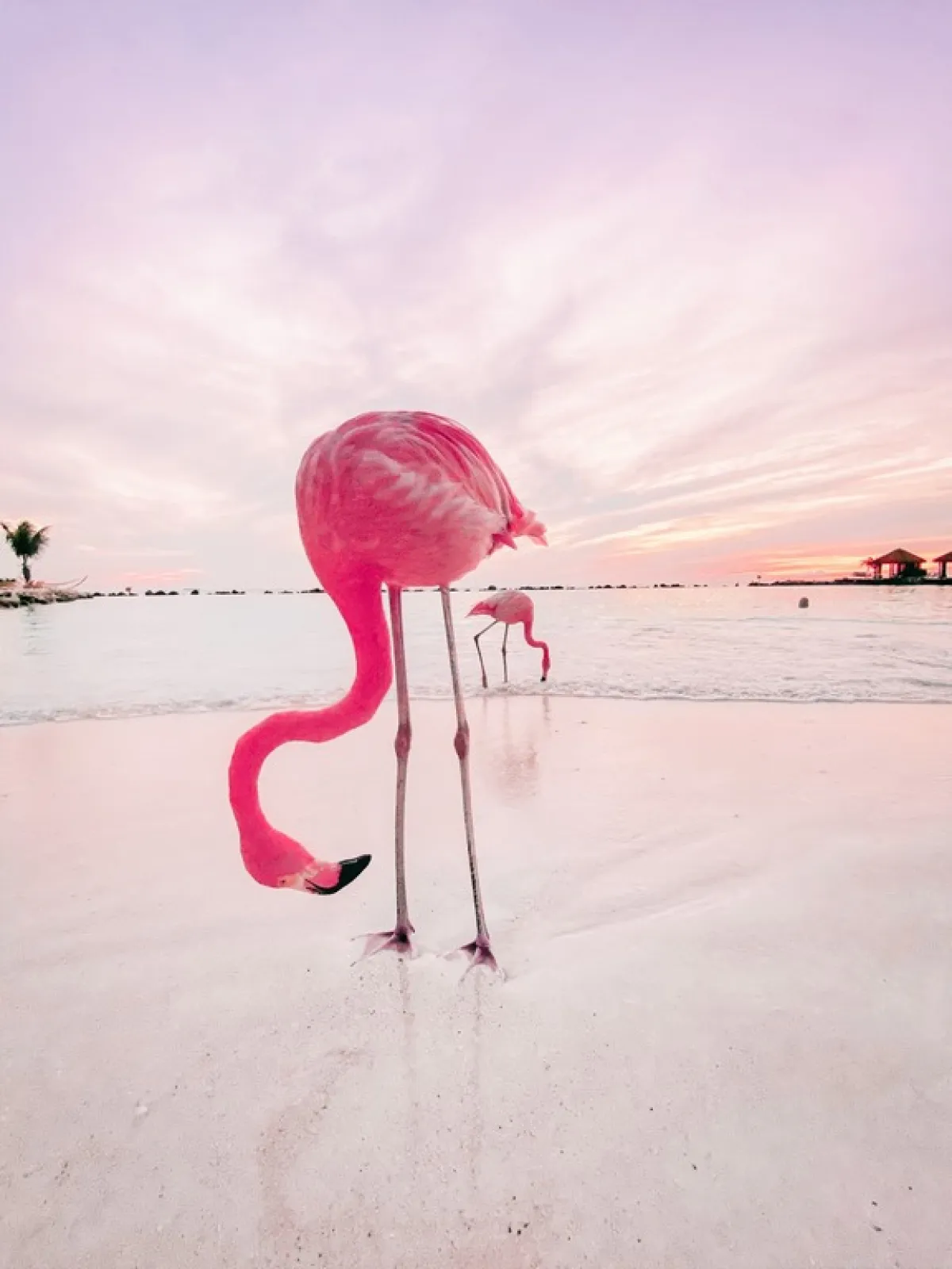 زوجان من طيور الفلامنجو على أحد شواطئ "أروبا"، في لقطة أخّاذة