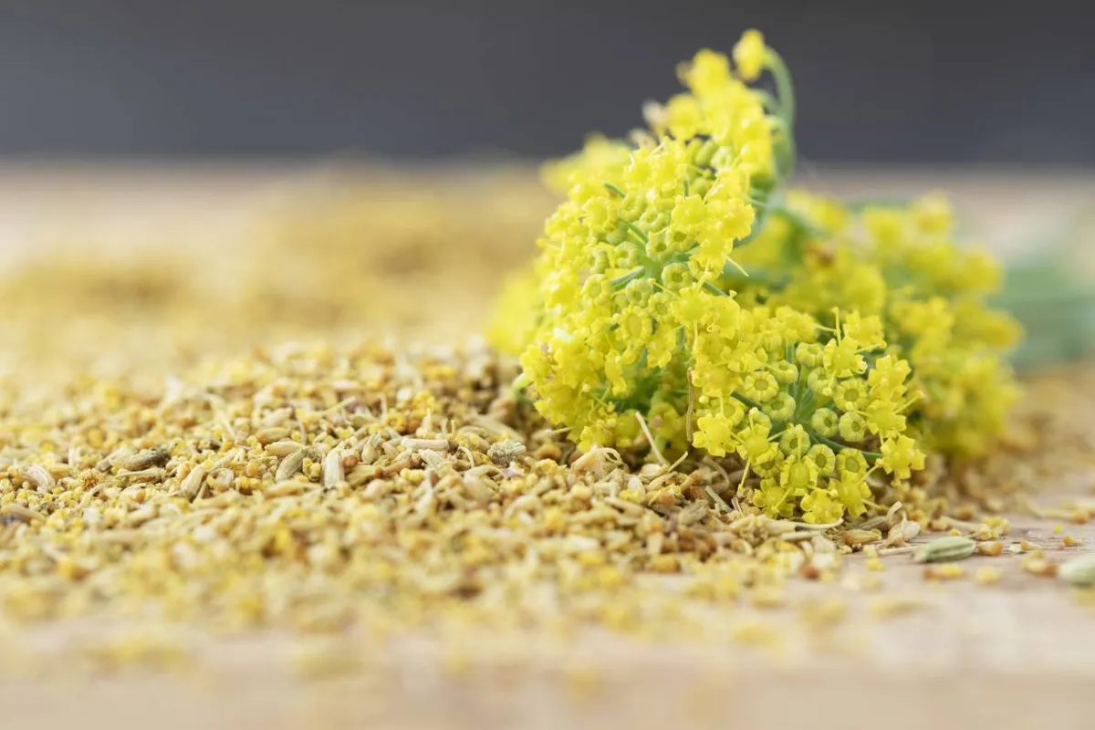 صورة لنبات الشمر