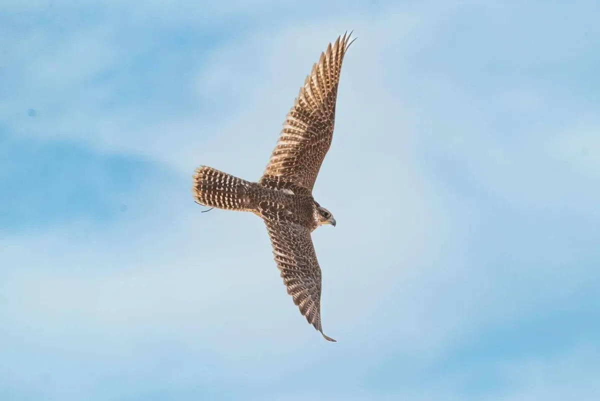الزعيم وتوكلنا أغرب أسماء الصقور بمهرجان الملك عبدالعزيز