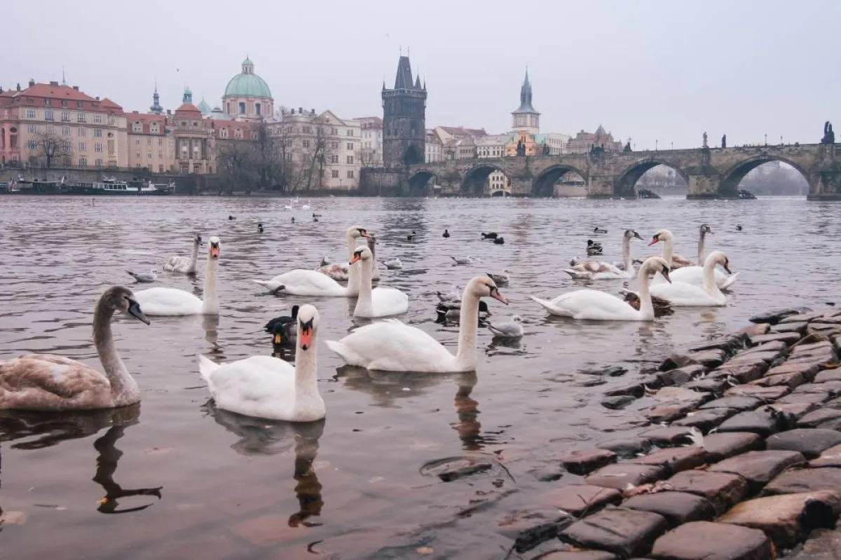 بجعات بيض تسبح في نهر فلتافا