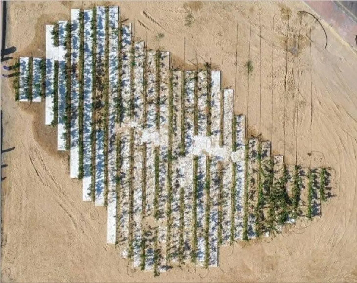 شعار السعودية الخضراء