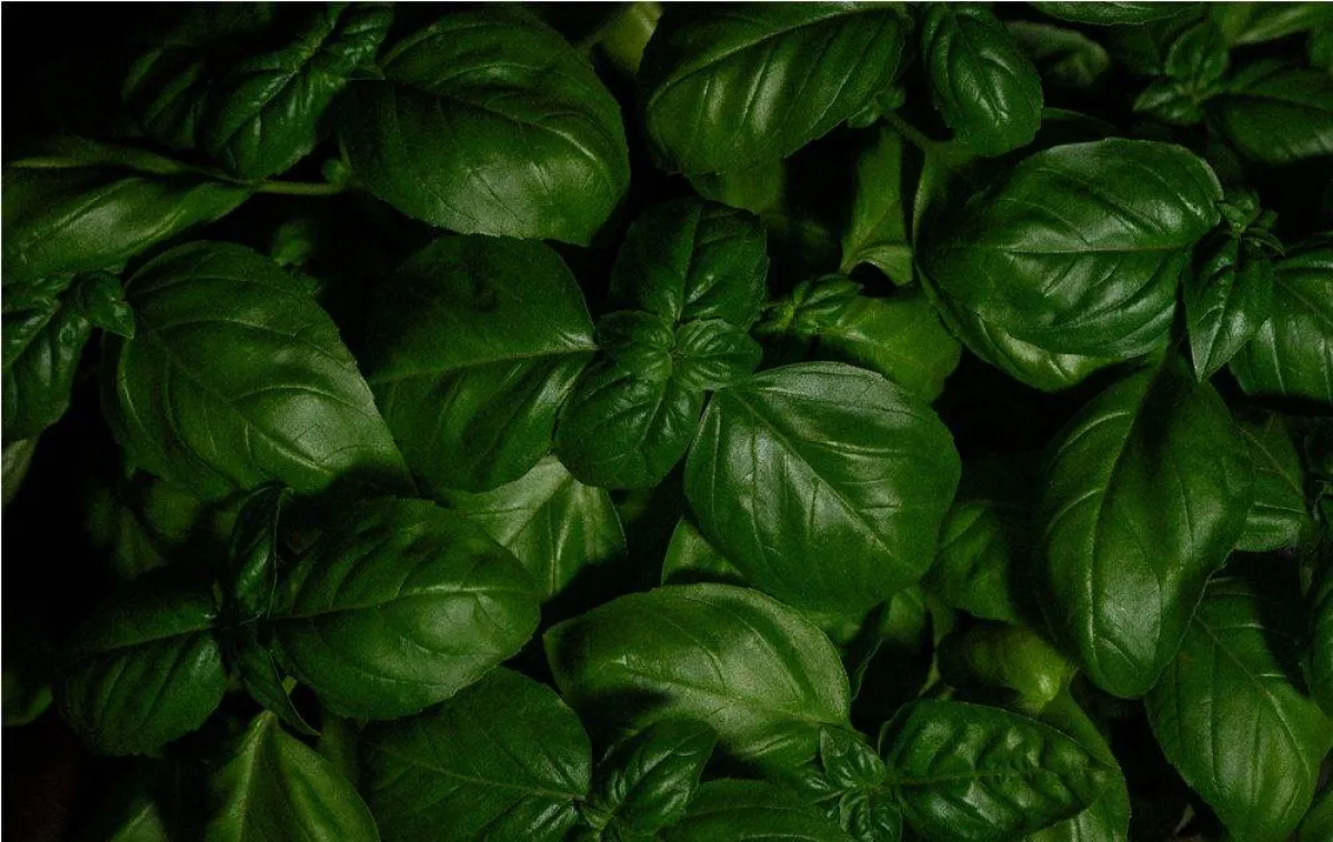 فوائد شرب النعناع الأخضر المغلي للنساء