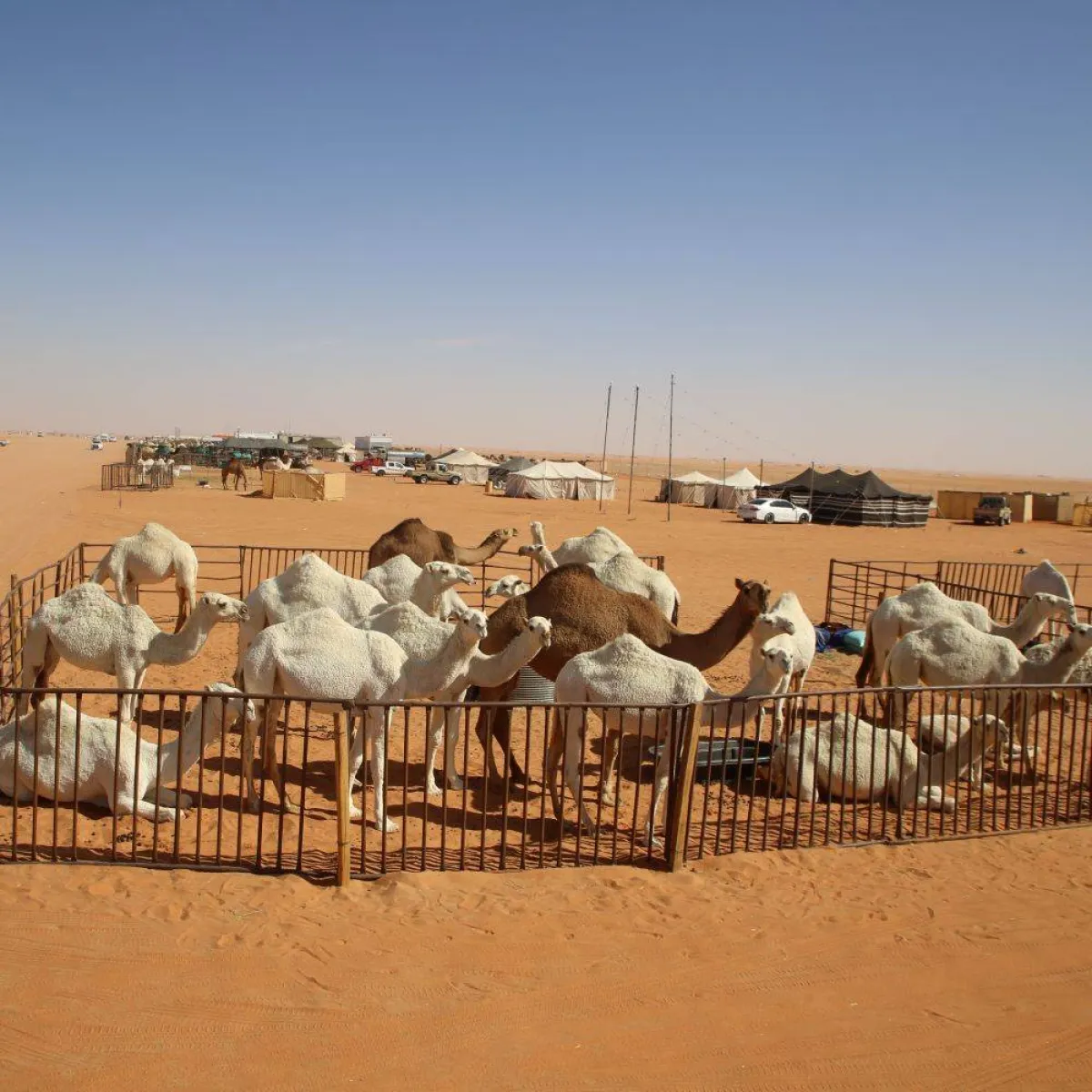 صورة تظهر الابل في المهرجان