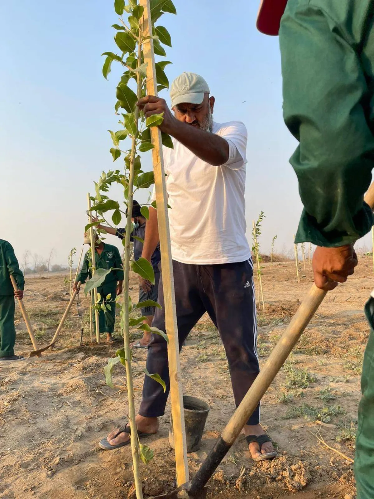 أمانة جدة تزرع 10 آلاف شتلة في الغابة الشرقية بمشاركة 500 متطوعا