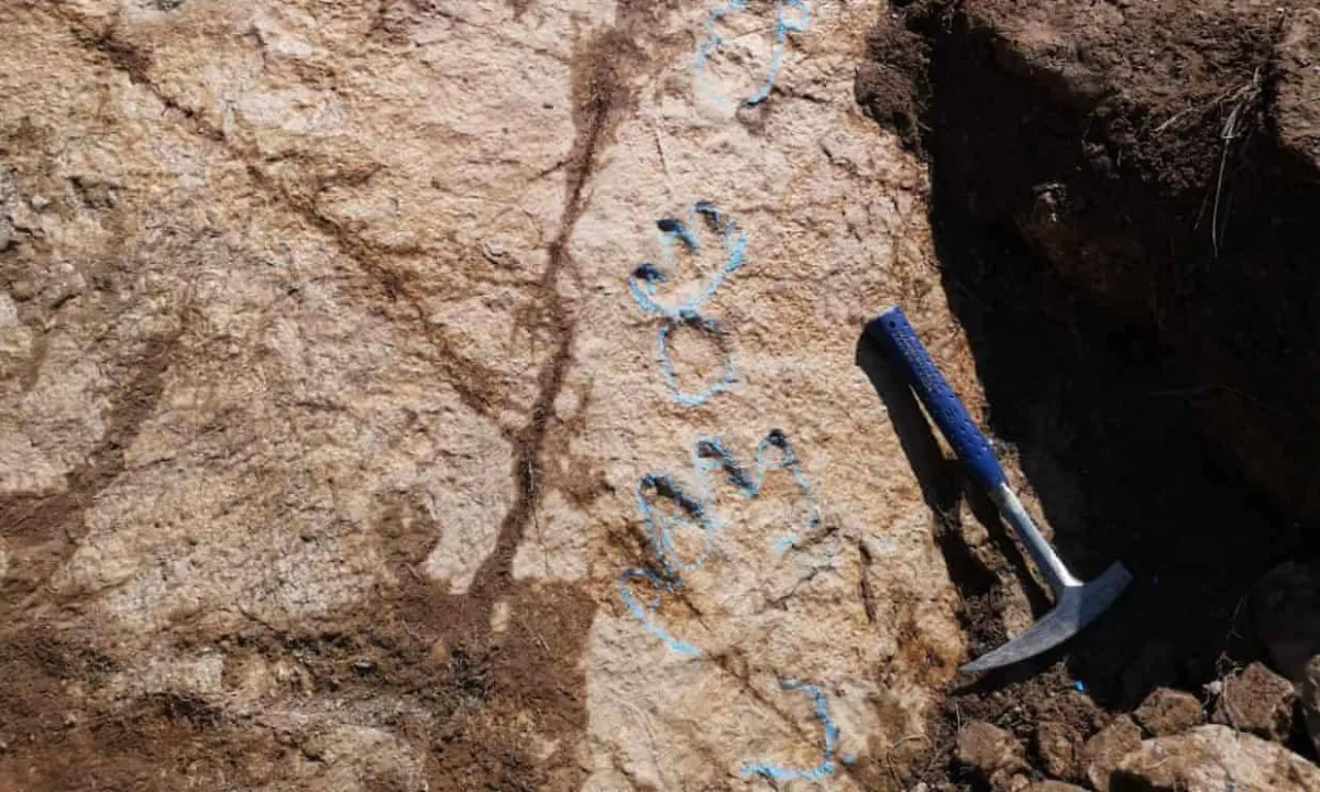 الكشف عن أكبر وأكمل هيكل عظمي للديناصورات في إيطاليا