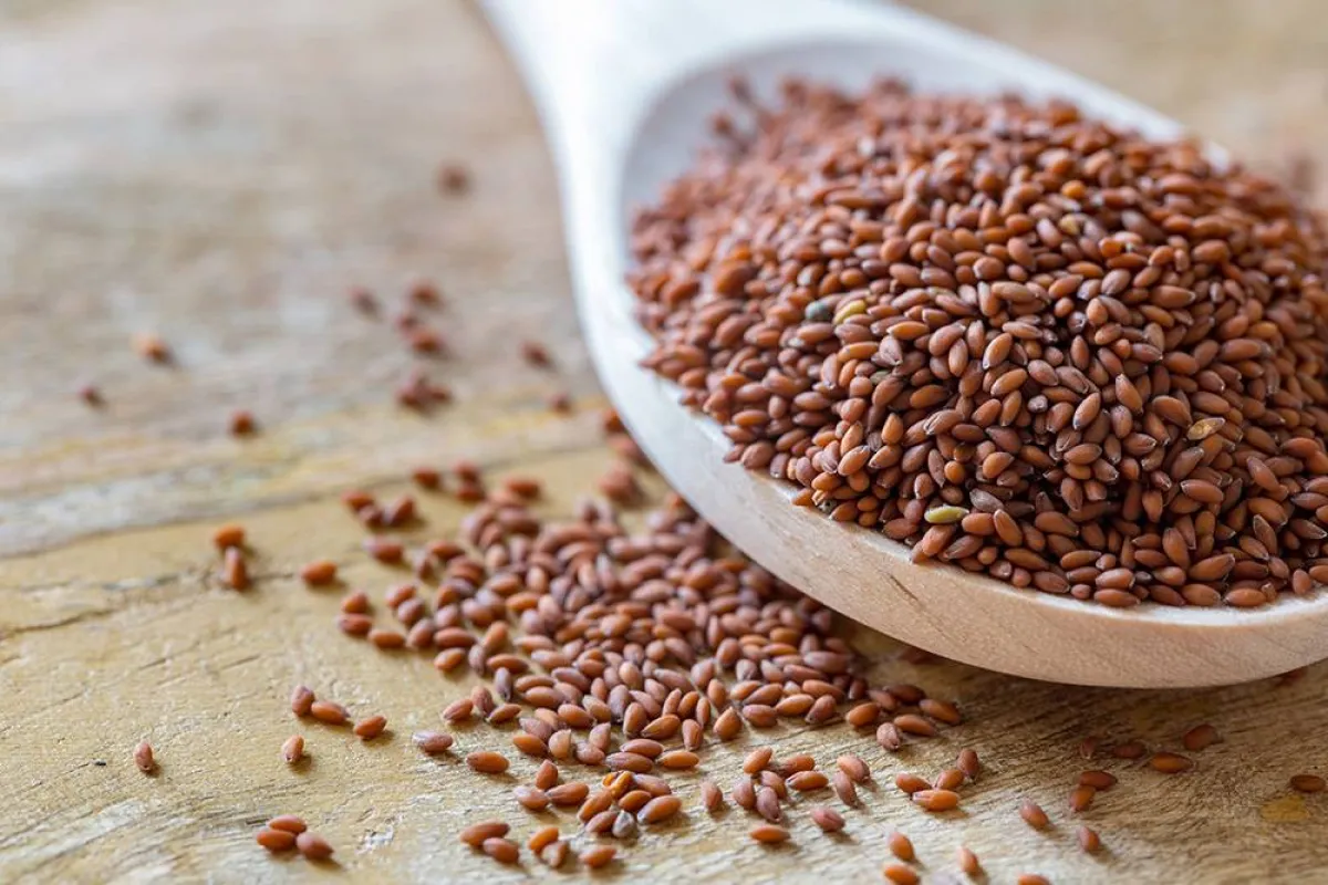 فوائد لا تعد ولا تحصى لحب الرشاد للنساء