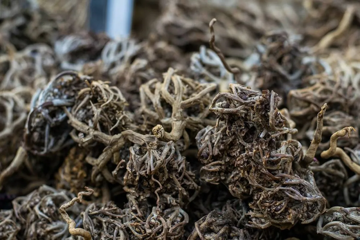 فوائد مثالية لا تتخلى عنها النساء لعشبة كف مريم