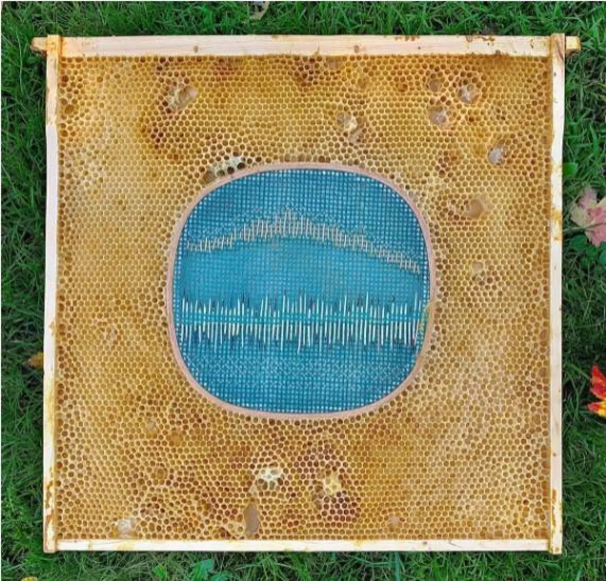 أعمال الفنانة آفا روث