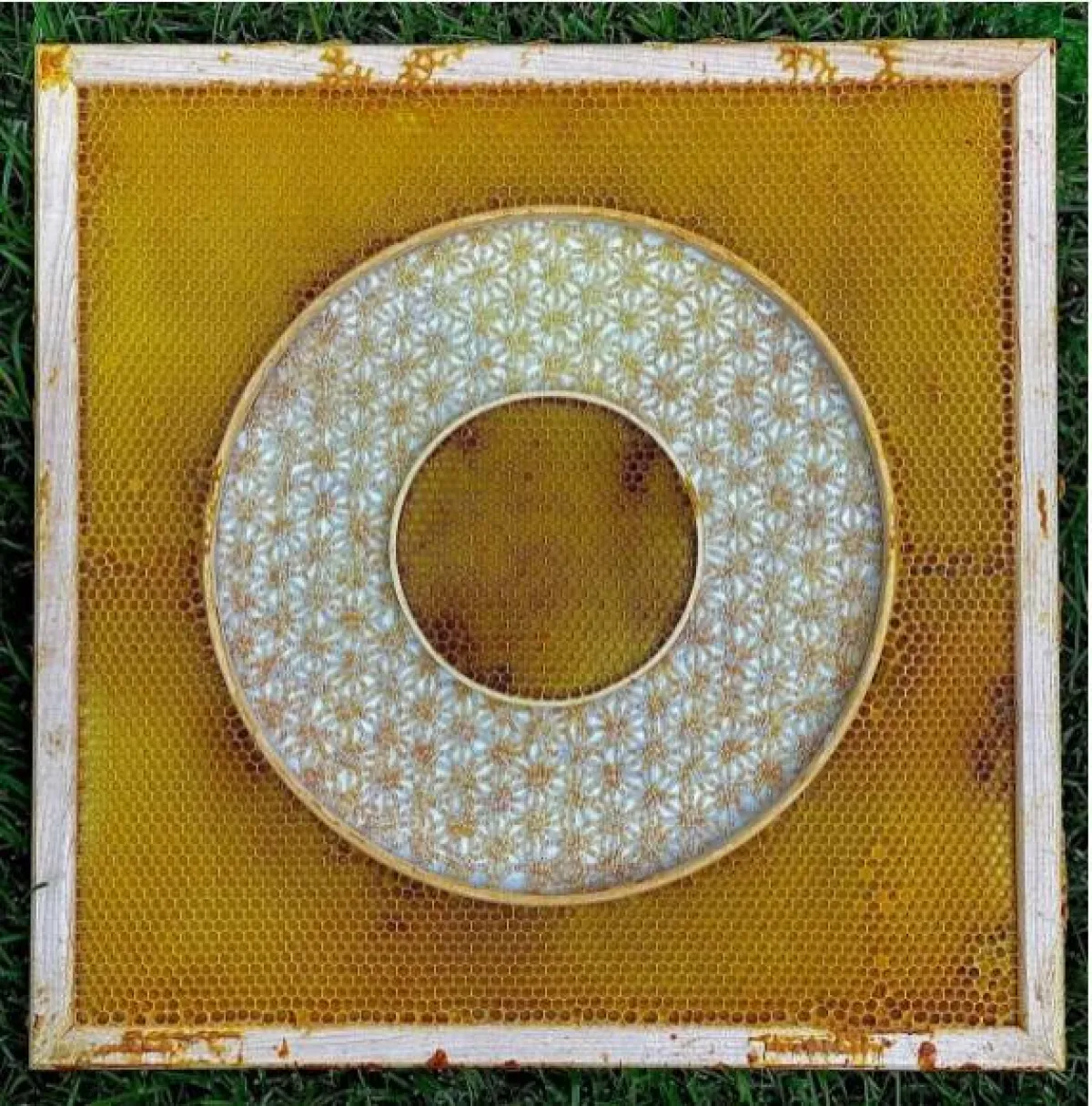 أعمال الفنانة آفا روث