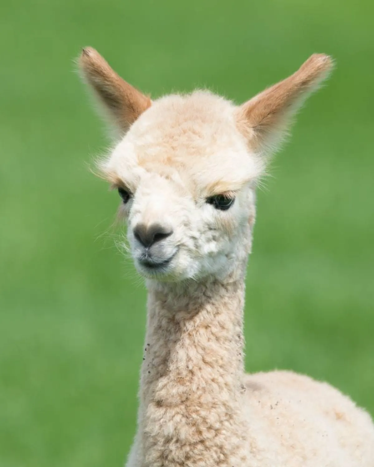 صورة اللاما