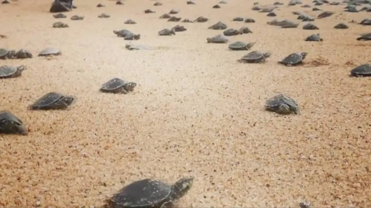 إطلاق مليون سلحفاة في الأمازون 